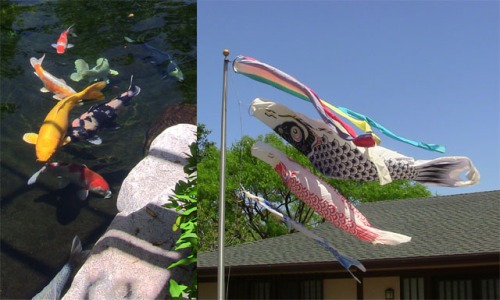 (L to R) Koi in the pond at the Japanese Friendship Garden; Koi kites on the pole.