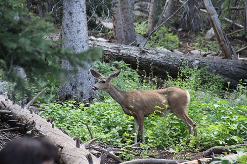 Mule Deer yearling at Silver Lake -- Photo by M.E.